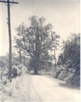 Cedar Creek Grade, 1945